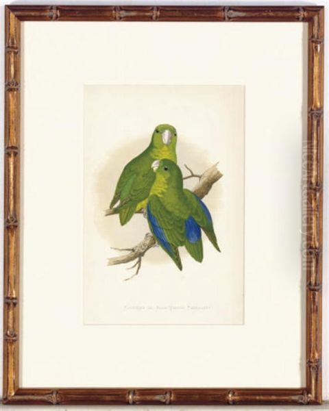 Parrots In Captivity: Six Plates Oil Painting by Alexander Francis Lydon