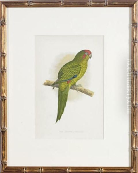 [parakeets]: Six Plates Oil Painting by Alexander Francis Lydon