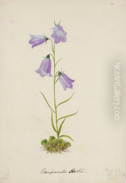 A Folio Of Botanical Watercolours Oil Painting by Alexander Francis Lydon