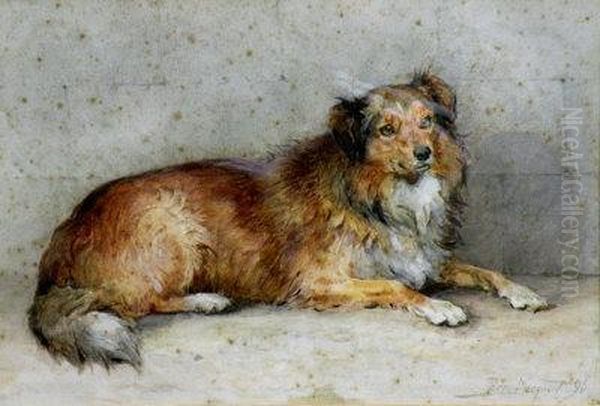 Study Of A Sheep Dog Oil Painting by Percy Thomas Macquoid