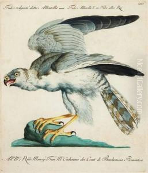 Falco Albanella; Galbula Longicauda; Bucco Cayanensis; Cuailus Indicus Oil Painting by Xaverio Manetti