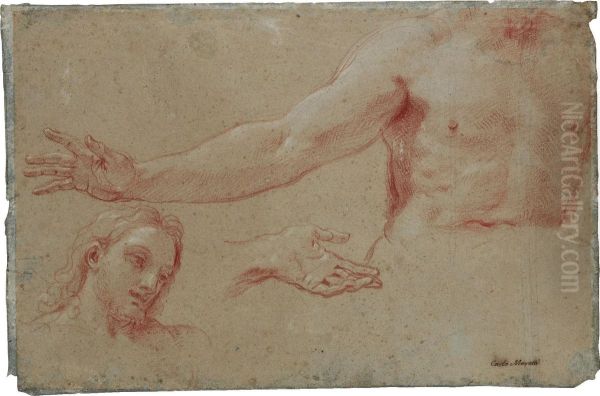 Head, Torso And Hand Oil Painting by Carlo Maratta or Maratti