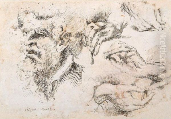 A Sheet Of Studies: A Bearded Head And Various Hands Oil Painting by Miguel March