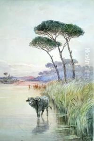 Mariotti - Palude Pontina Con Bufalo Oil Painting by Leopoldo Mariotti