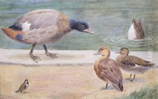 Ducks By The Pool Oil Painting by Henry Stacy Marks