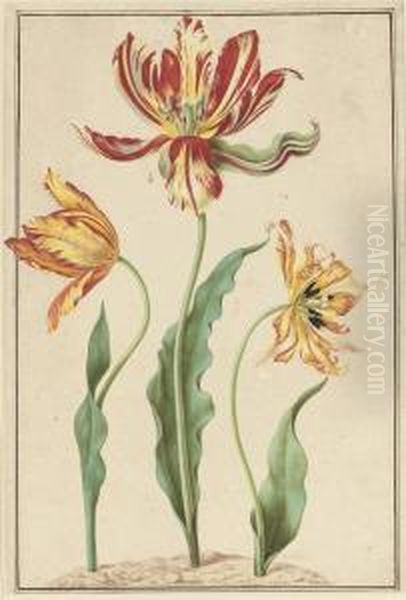 Three Varieties Of Striped Tulip (tulipa Gesneriana Bicolor) Oil Painting by Jacob Marrel