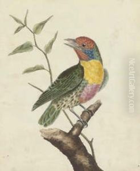 Ornithological Studies Oil Painting by Francois Nicolas Martinet