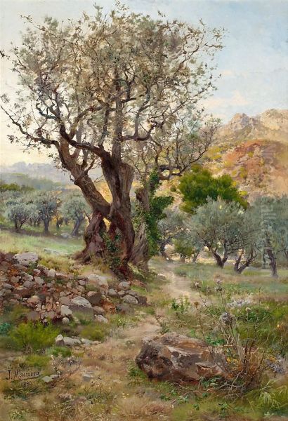 Olivos De Llavaneras Oil Painting by Francisco Masriera y Manovens