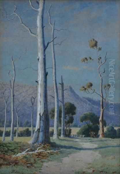 Gum Tree In Sunlight Oil Painting by John Robert Mather