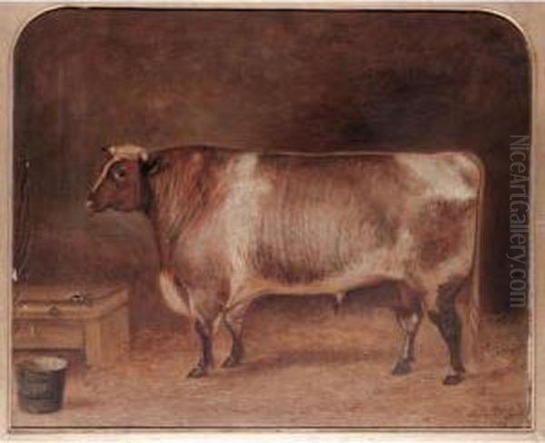 Portraits Of Short Horned Cattle Oil Painting by John Mcleod