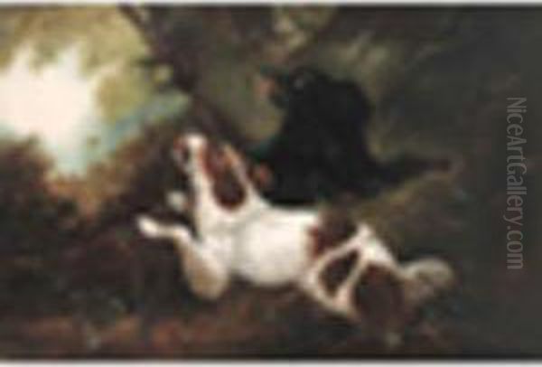 Spaniels Flushing Pheasant In A Wood Oil Painting by John Mearns