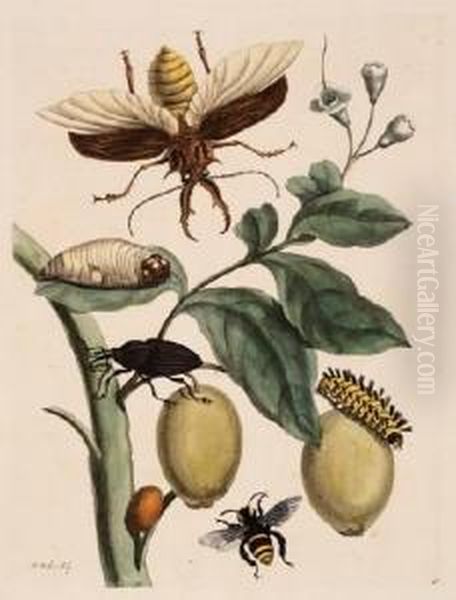 Beetles, Caterpillars And Bee Oil Painting by Maria Merian