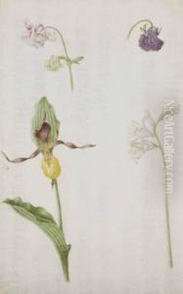 Un Lys, Un Bouton-d'or De Perse Et Autres Fleurs Oil Painting by Maria Sibylla Merian