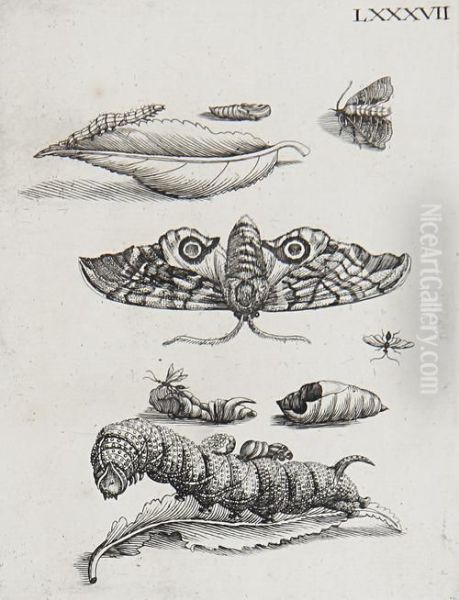 The Metamorphosis Of Caterpillars Oil Painting by Maria Sibylla Merian