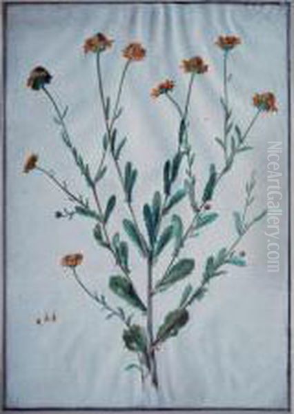 Botanical Study: Yellow Samphire Oil Painting by Maria Sibylla Merian