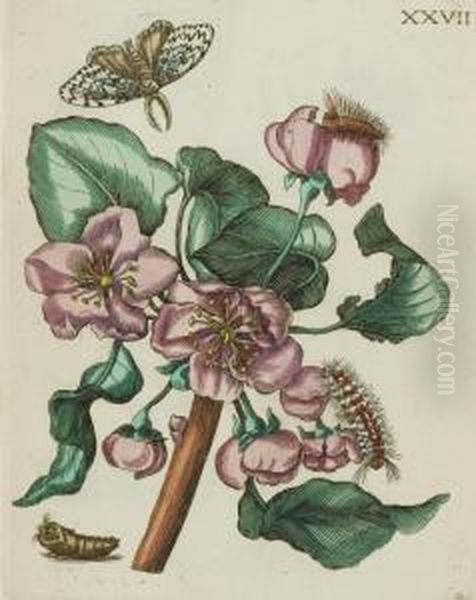 Erucarum Ortus, Alimentum Et Paradoxa Metamorphosis Oil Painting by Maria Sibylla Merian