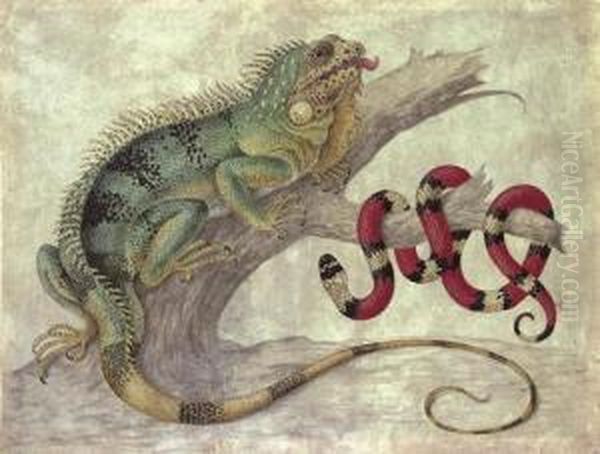 An Iguana (iguana Iguana) And A Coral Snake (elapidae Micrurus) On A Tree Stump Oil Painting by Maria Sibylla Merian