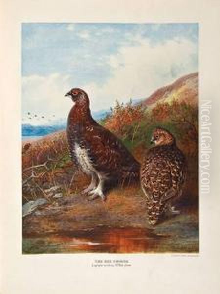 The Natural History Of British Game Birds Oil Painting by John Guille Millais