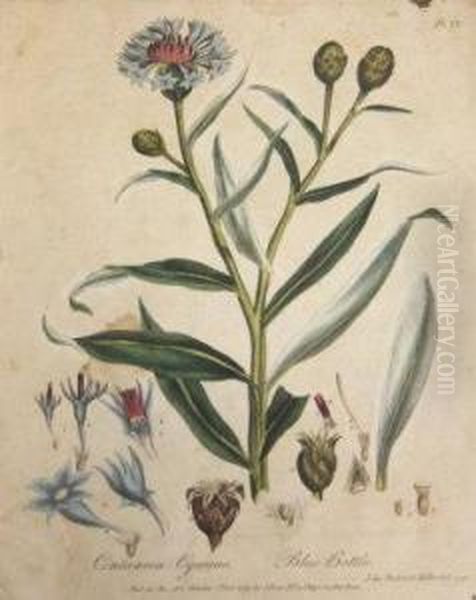 Cenaurea Cyanus, 
Blue Bottle by John Frederick Miller