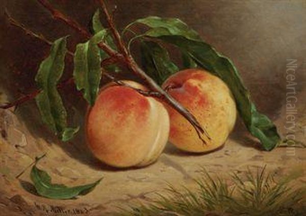 Study Of Peaches From Nature Oil Painting by William Rickarby Miller