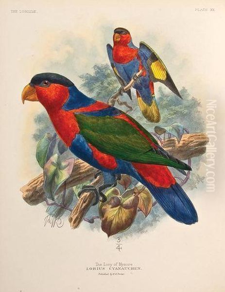 A Monograph Of The Lories, Or The Brush-tongued Parrots, Composing The Family Loriidae Oil Painting by George Mivart Jackson