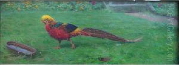 Golden Pheasant, Painted From Nature At Ward's Farm Oil Painting by Edward Brice Stanley Montefiore