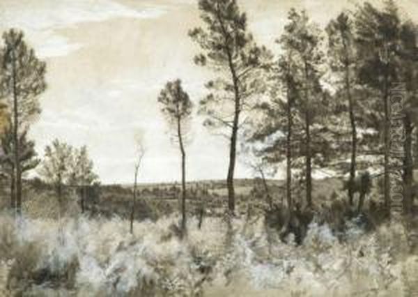 Paysage De Campagne A La Lisiere D'un Bois De Pins Oil Painting by Ceneri Morand