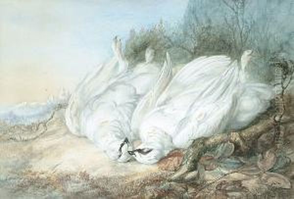 Still Life Of Ptarmigan by Mary Vernon Morgan