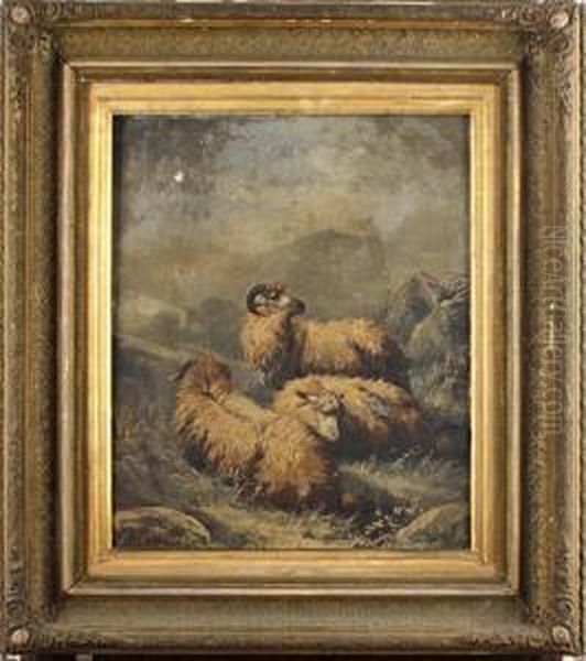 Highland Sheep Oil Painting by John Morris