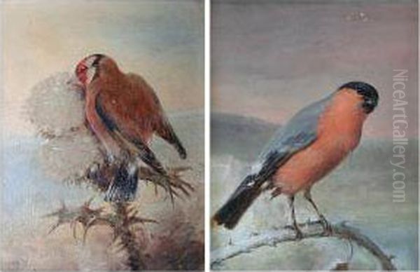 Chaffinch On A Branch Oil Painting by Richard S. Moseley