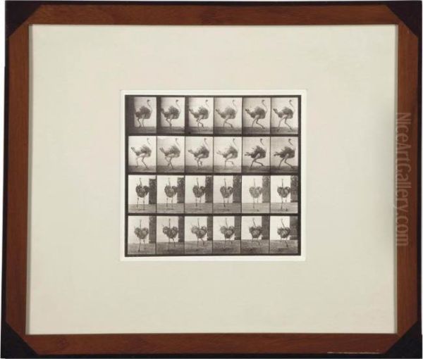 Animal Locomotion Oil Painting by Eadweard Muybridge