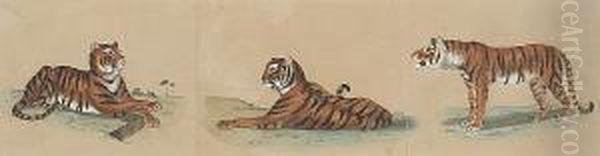 Red Fox; Morgan Or Thoroughbred Horse; Sketch Of Three Tigers (a Group Of Three) Oil Painting by Charles Christian Nahl