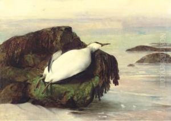 A Dead Seabird, Shanklin, Isle Of Wight Oil Painting by John George Naish