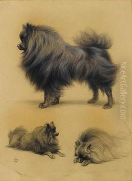 Studies Of A Pomeranian Oil Painting by Ferdinand Oger