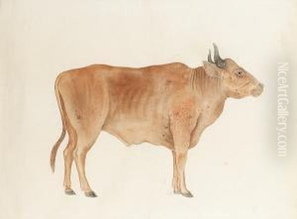 A Study Of An Ox Oil Painting by Ichigaku Okubo