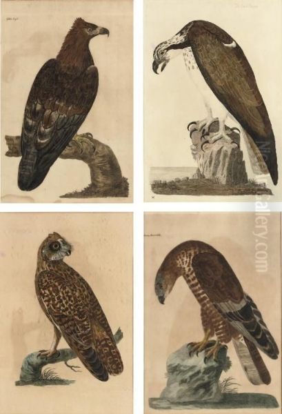 The Bald Buzzard, Honey Buzzard, Golden Eagle And Short-eared Owl From, Thomas Pennant The British Zoology, Class I. Quadrupeds, Class Ii. Birds Oil Painting by Peter, Paillou Jnr.