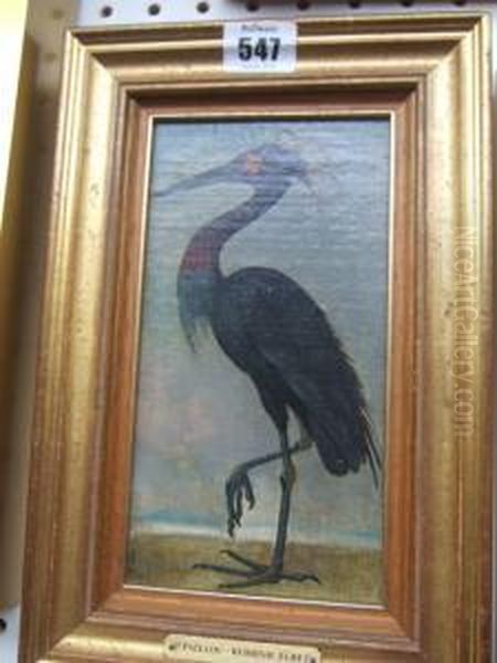 Shag: Phalacrocorax Aristotelis; Reddish Egret: Dichromanassa Rufesceus Oil Painting by Peter Paillou