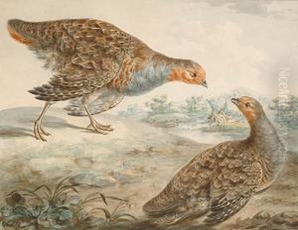 A Pair Of English Greyleg Partridges In A Landscape Oil Painting by Peter Paillou