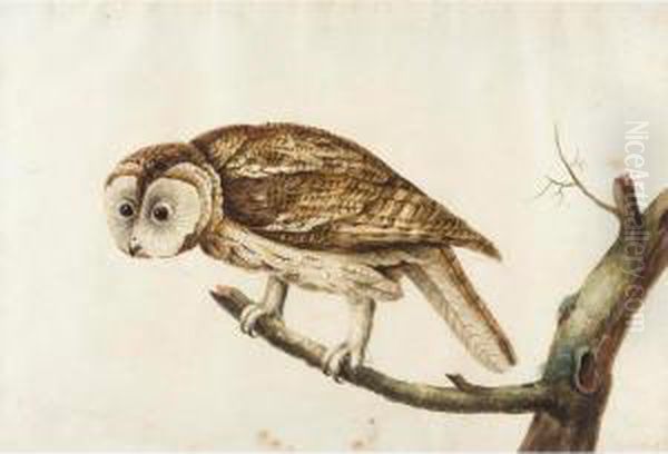 A Tawny Owl On A Branch Oil Painting by Peter Paillou