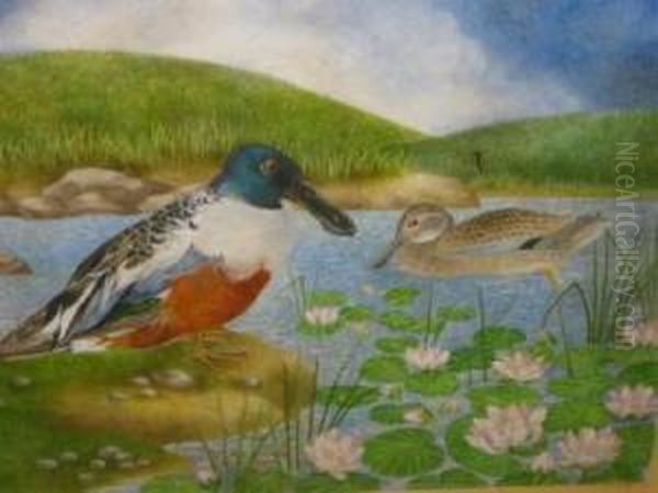 Shoveler Duck In A Pond Oil Painting by Frederick H.A. Parker