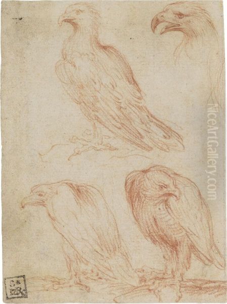 Four Studies Of An Eagle Oil Painting by Girolamo Francesco Maria Mazzola (Parmigianino)