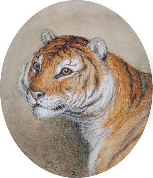 Head Study Of A Tiger Oil Painting by Frank Paton