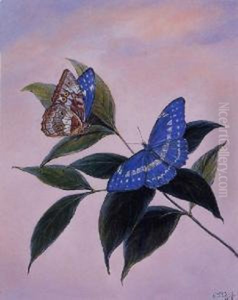 Morpho Cypris Oil Painting by Titian Ramsay Peale