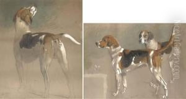 Five Sketches Of Foxhounds Oil Painting by Stephen Pearce