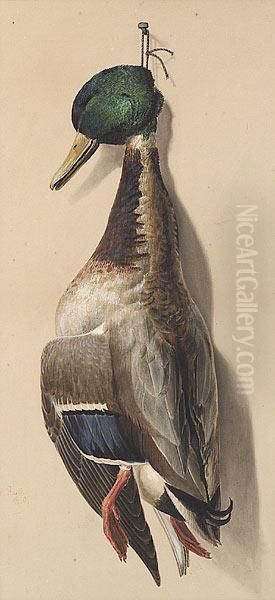 Nature Morte: Mallard Or Green-headed Duck Oil Painting by Achille Perelli