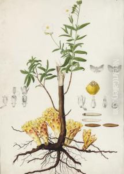 A Flax Plant (linum Usitatissimum) With Subsidiary Studies Of Moths And Lavae Oil Painting by Antoine Poiteau Pierre