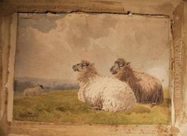 Recumbent Sheep Oil Painting by Charles Pigott