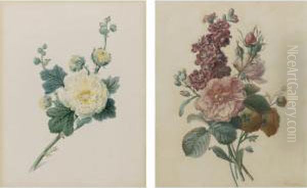 Botanical Studies: A Pair Of Watercolors Oil Painting by Auguste Piquet De Brienne