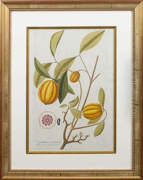 Exotic Fruits Oil Painting by Joseph Jacob Von Plenck