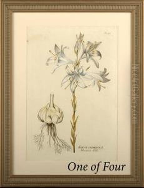 Botanical Studies In White Oil Painting by Joseph Jacob Von Plenck